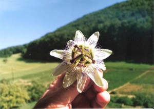 Kristova koruna 21.6.1994