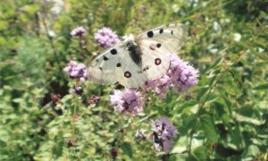 Motýľ Jasoň 1.7.2012