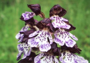Orchis purpurea 22.5.2010 2