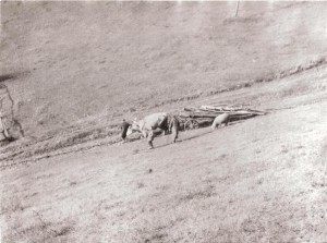 Petrova Lehota 1967
