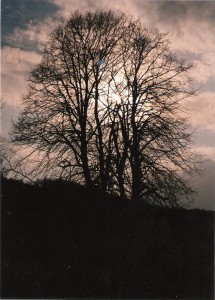 Zátišie (2)