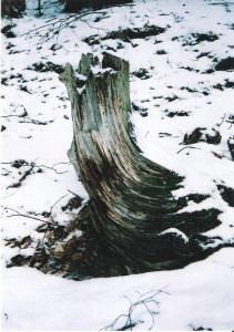 Zátišie (4)
