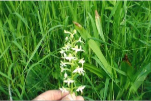 Orchidea 2
