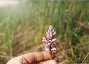 Orchidea 6