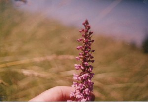 Orchidea 8