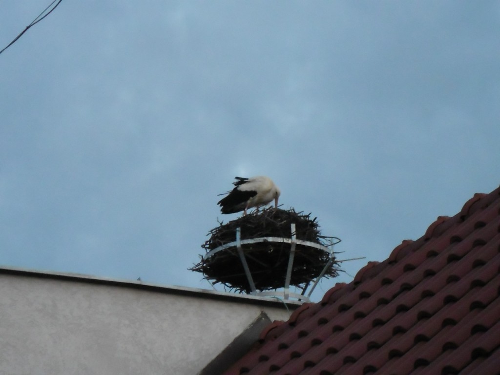Bocian v Opatovej 2013 (4)