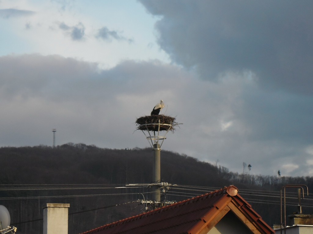 Bocian 2014 (3)
